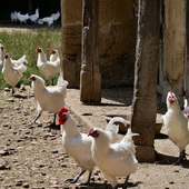 Nos poulets de Bresse se prélassent au soleil au cœur d’une jolie ferme bressane 🐓🇫🇷