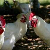 🐓 Volaille de Bresse : une AOP d’exception, un savoir-faire unique 🇫🇷

Derrière chaque Volaille de Bresse, il y a une histoire, un terroir et un savoir-faire transmis depuis des générations. Seule volaille au monde à bénéficier d’une Appellation d’Origine Protégée, elle est élevée en plein air, nourrie aux céréales locales et affinée avec soin pour offrir une chair persillée et inimitable.

Depuis 1919, la Maison Miéral sélectionne et affine les plus belles volailles, perpétuant une tradition d’excellence au service des chefs et des amoureux de la gastronomie.

📍 Retrouvez nos volailles chez vos artisans bouchers et restaurateurs ou directement en ligne (lien en bio).
#volaillebresse #maisonmiéral #gastronomiefrançaise #terroir #chefs #excellenceculinaire