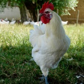 🐓 La volaille de Bresse, un trésor unique au monde 🇫🇷 Élevée en plein air sur un terroir strictement délimité, nourrie avec soin, et bénéficiant d’un savoir-faire ancestral, la volaille de Bresse bénéficie d’une AOP (Appellation d’Origine Protégée)🌱

Son goût délicat, sa chair persillée et fondante, sa peau fine et nacrée… tout en elle est synonyme d’excellence. Depuis plusieurs générations, la maison Miéral est au cœur de cette tradition. Située à Montrevel-en-Bresse, elle sélectionne, élève et prépare avec rigueur ces volailles d’exception, dans le respect du cycle naturel et du travail bien fait.

🥇La volaille de Bresse, c’est bien plus qu’un produit : c’est un patrimoine vivant, et nous sommes fiers d’y contribuer depuis plusieurs générations. Découvrez notre boutique en ligne (lien en bio) 

#volaillebresse #miéral #gastronomie #aop