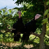 Nos jeunes Dindes de Bresse perchées sur un arbre, elles sont à la recherche d’un peu de fraîcheur🌱 

👉🏼 N’hésitez pas à faire un tour sur notre boutique en ligne, pour y découvrir tous nos produits gourmands et de qualité pour vous régaler à la maison : lien en bio ou www.lecoqhardi-by-mieral.com 

#pintade #mieral #producteur #terroir #aop #bresse #chef #cuisine #gastronomie